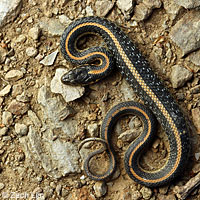Diablo Range Gartersnake