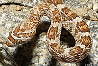 California Lyresnake