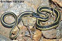 Mountain Gartersnake