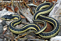 Mountain Gartersnake