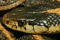 Mountain Gartersnake