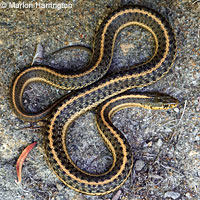 Coast Gartersnake