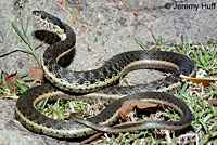 Two-striped Gartersnake