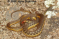 Two-striped Gartersnake