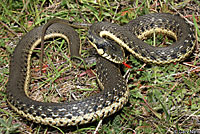 Two-striped Gartersnake