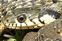 Two-striped Gartersnake