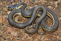 Two-striped Gartersnake