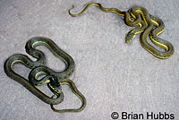 Two-striped Gartersnakes