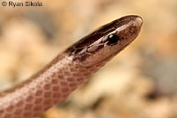 Smith's Black-headed Snake