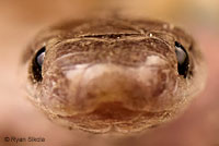 Smith's Black-headed Snake