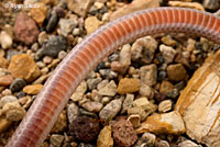 Smith's Black-headed Snake