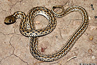 Marcy's Checkered Gartersnake