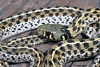 Marcy's Checkered Gartersnake