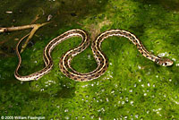 Marcy's Checkered Gartersnake