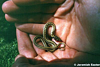 Marcy's Checkered Gartersnake