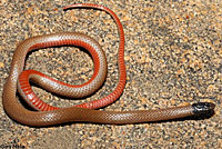 Western Black-headed Snake