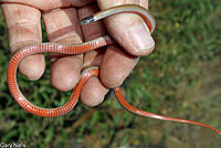 Western Black-headed Snake