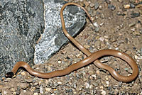 Western Black-headed Snake