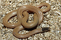 Western Black-headed Snake