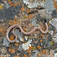 Western Black-headed Snake