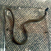 Western Black-headed Snake