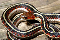 California Red-sided Gartersnake