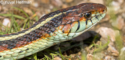 California Red-sided Gartersnake
