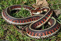 California Red-sided Gartersnake