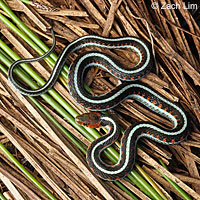 California Red-sided Gartersnake