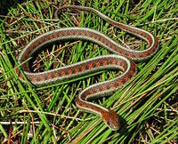 California Red-sided Gartersnake