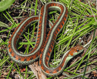 California Red-sided Gartersnake