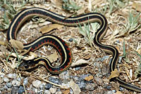 California Red-sided Gartersnake