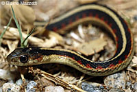 California Red-sided Gartersnake