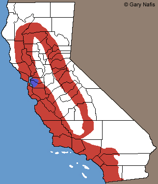 Coluber lateralis California Range Map