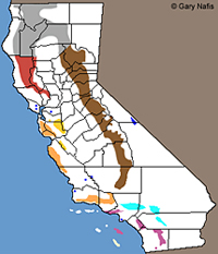 Sierra Mountain Kingsnake