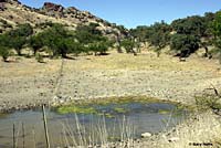 Desert Mud Turtle habitat