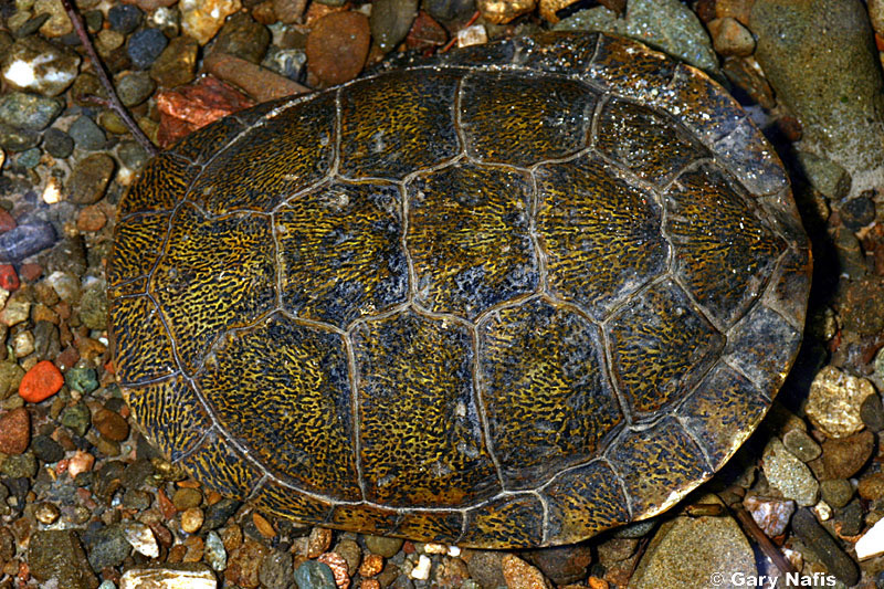 Turtle shell. Сь черепаха. Шестиугольник черепаха. Tortoise Shell.