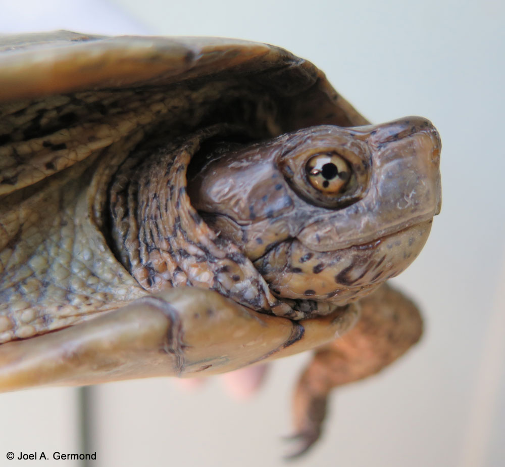 Southwestern Pond Turtle - Actinemys pallida