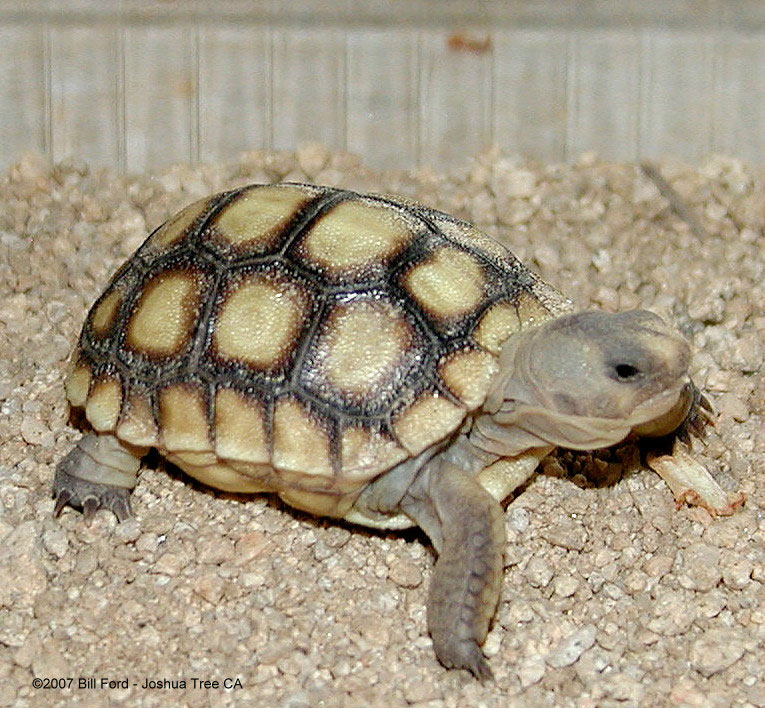 Включи turtles. Африканская черепаха. Пустынная черепаха маленькая. Черепахи Африки.