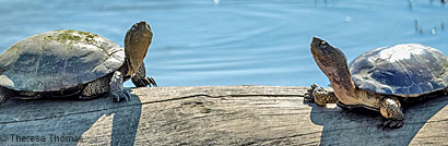 Pacific Pond Turtles