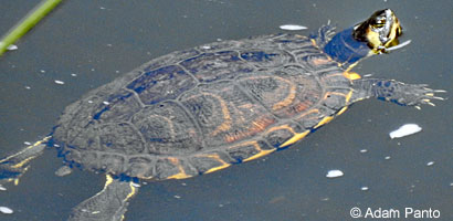 Red-eared Slider