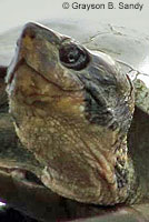 Pacific Pond Turtle head and neck