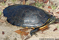 Red-eared Slider