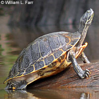 Red-eared Slider