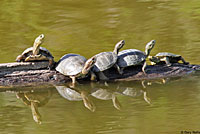 Pacific Pond Turtles