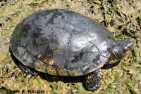 Pacific Pond Turtle