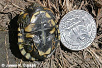 Pacific Pond Turtle