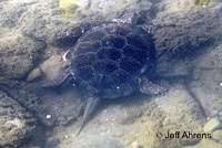 Pacific Pond Turtle