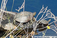 Pacific Pond Turtle