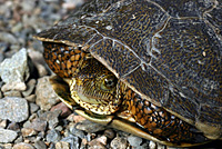 Northern Western Pond Turtle